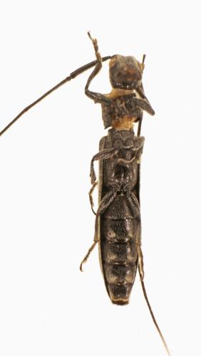 Réf. 326 224 : Calamobius filum